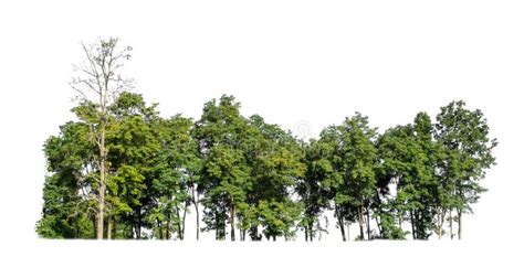 Green Trees Isolated On White Background Are Forest And Foliage In