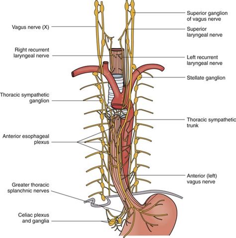 Thoracic Esophagus Anatomy