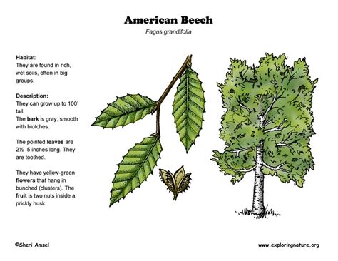 Beech American Exploring Nature Educational Resource