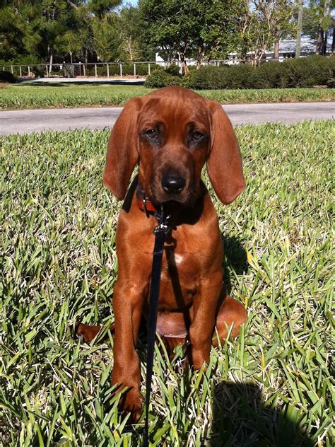 Cooper The Most Adorable Redbone Coonhound Puppy For The Home