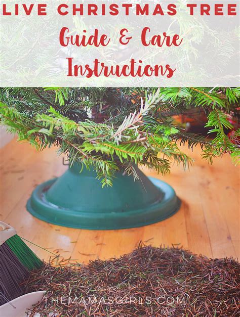 Live Christmas Tree Guide And Care Instructions Themamasgirls