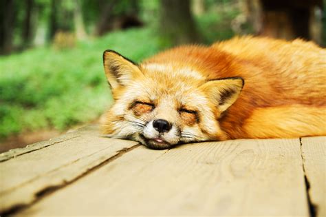 Animal Sleep Cute Fox Sleeping Relaxed Resting Hd Wallpaper