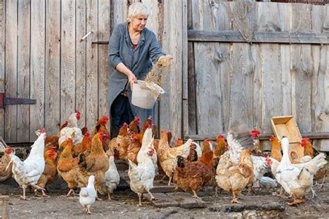 Expert Guides On Feeding Your Chickens And Have The Best Results
