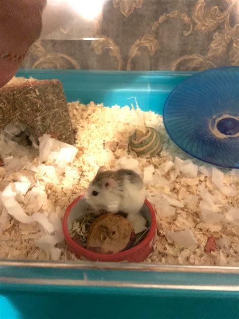 Male Roborovski Hamster With Cage Toys And Supplies In Coventry
