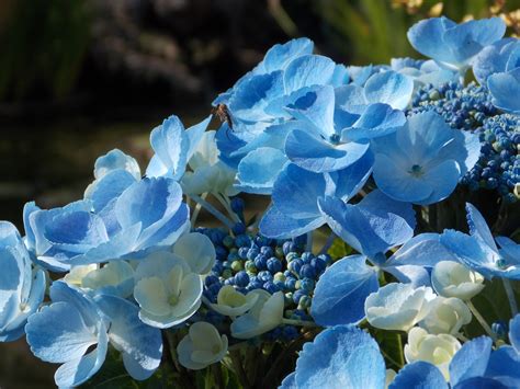 Hydrangea Blue Lace-cap, | Blue hydrangea, Hydrangea varieties, Hydrangea