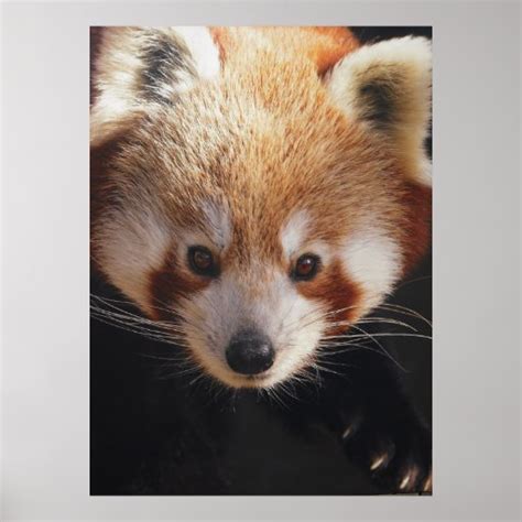 Red Panda Print Zazzle