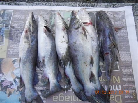 Jenguk dalam rumah cik mat nampaklah pulak dia masak ikan sungai masak asam rebus. My Wonderful World of Food and Travel: Ikan Baung Masak ...