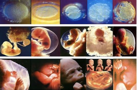 Pada manusia, embrio adalah individu manusia yang berkembang dari saat implantasi hingga akhir minggu ke delapan setelah pembuahan. Fase Embrionik dan Perkembangan Manusia Secara Lengkap | Katapendidikan.com