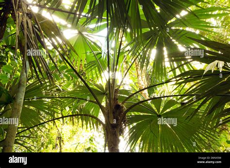 Backlit Palm Tree In Tropical Rainforest Ecuador Stock Photo 55800576