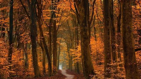 Path Between Yellow Orange Autumn Leaves Trees Forest Background Hd