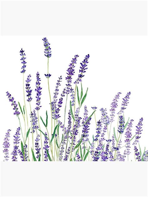Purple Lavender Sticker By Colorandcolor Watercolor Flowers