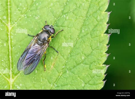 Black Insect Sitting On The Leaf Stock Photo Alamy
