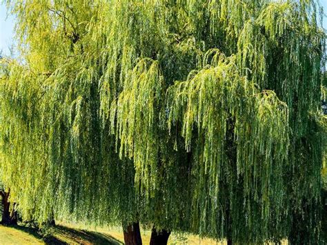 15 Amazingly Fast Growing Trees That Give Your Yard Shade