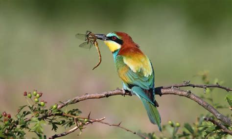 European Bee Eater Bird Facts Merops Apiaster Wiki Point