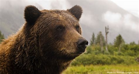 Interesting Facts About Grizzly Bears Just Fun Facts