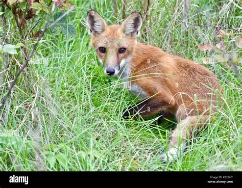 Young Red Fox Vulpes Vulpes Stock Photo Alamy