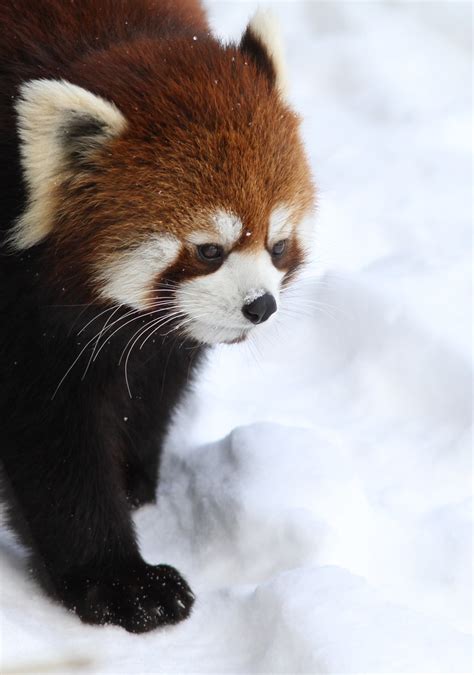 Red Panda Snow Nose Mark Dumont Flickr