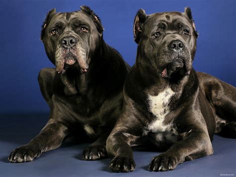Cane Corso Wallpapers Fun Animals Wiki Videos Pictures Stories