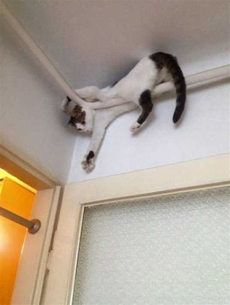 35 Funny Pictures Of Cats Stuck In Places They Shouldnt Be