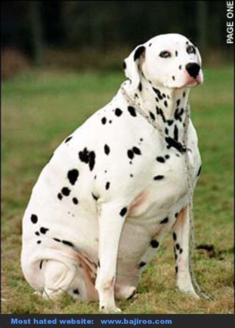 38 Best Fat Dogs Images On Pinterest Fat Dogs Fat Animals And Pets