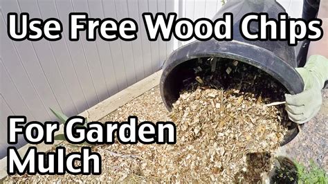 Give them to landscape suppliers free. How To Use Free Wood Chips For Garden Mulch - YouTube