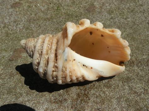 Sea Shell Free Stock Photo Public Domain Pictures