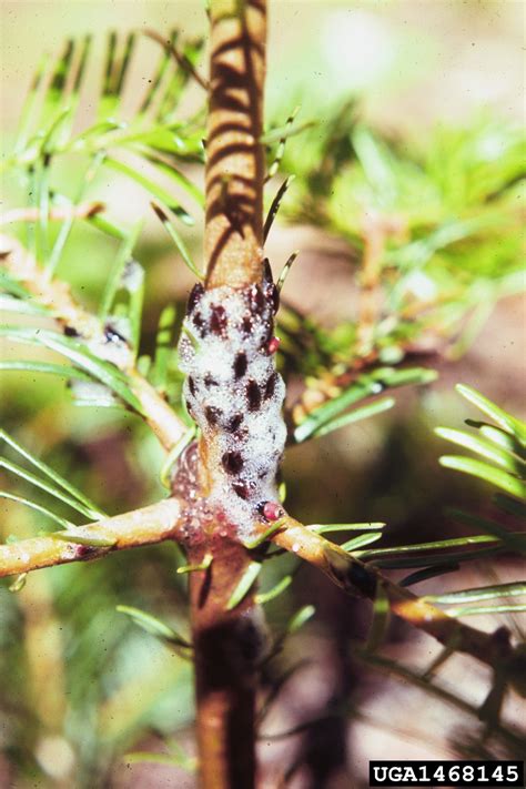 Spittlebugs Or Froghoppers On White Fir Abies Concolor 1468145