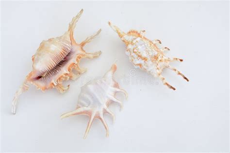 Various Types Of Conch Sea Shells Stock Image Image Of Light