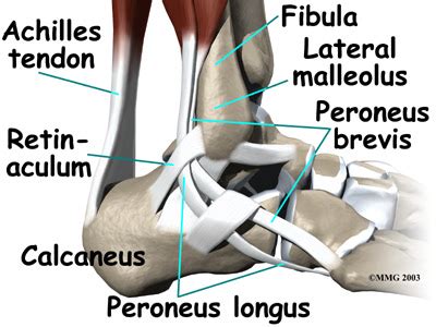 Foot anatomy bones ligaments muscles tendons arches, achilles tendon human anatomy picture definition, foot muscles and tendons diagram google search foot. The Holistic Athlete: Peroneal Tendonitis and A Look Ahead