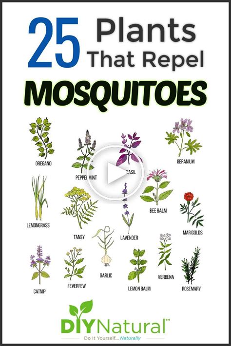 Mosquito Repellent Plants: 25 Plants That Repel Mosquitoes Naturally ...