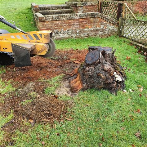 Tree Stump Grinding In Great Warley Near Brentwood Essex This Was A Large Cherry Tree Stump