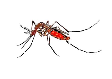 Clipart Cartoon Mosquito Spreading Aedes Aegypti Clipart Best