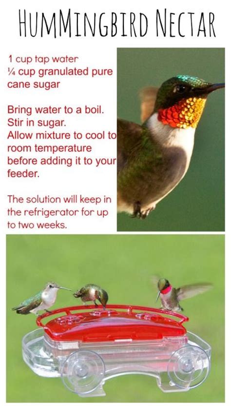 Diy Hummingbird Nectar Recipe Easy And Great For The Kids To Become