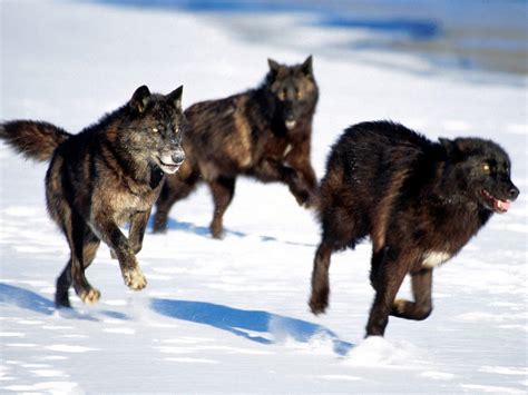 Offseason Wolf Facts 7 Wolves Thrive In A Variety Of Environments