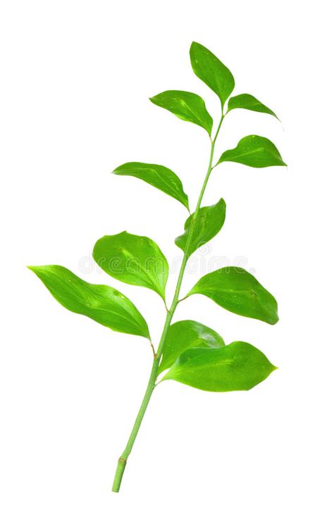 Green Branch Isolated Stock Image Image Of Decorative 16827337