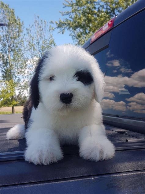 Pin By Emmy Rovison On Cute Dogs In 2020 Cute Baby Animals Sheep Dog