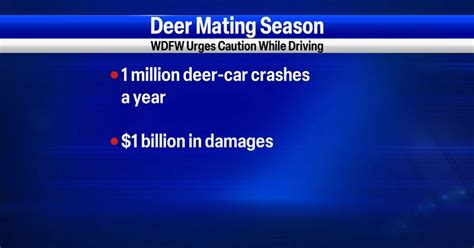 Mating Season Winter Migration Bring Deer Closer To Washington S Roads News