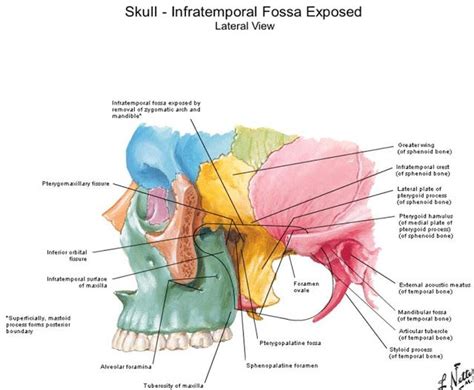 Fossa Facial Bone Marking Anatomy Bones Anatomy Medical Anatomy