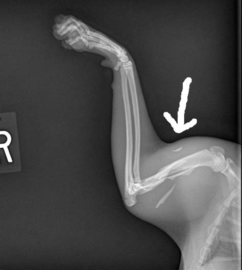 Cat Broken Tail Xray Cat Meme Stock Pictures And Photos