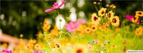 Vivid Flowers Facebook Timeline Cover Facebook Covers Myfbcovers