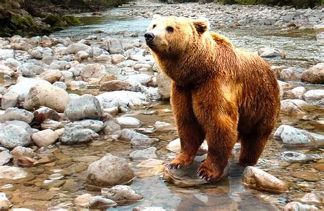 Brown Bear Habitat