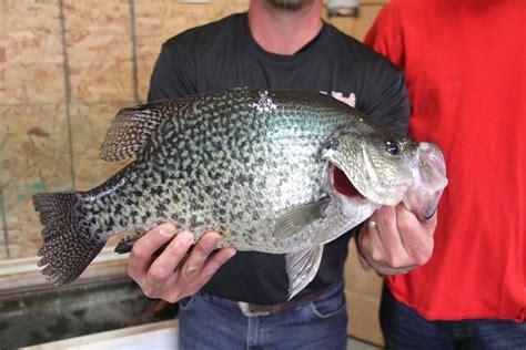 State Record Crappie Caught At Kinkaid Lake Local News