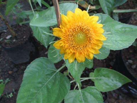 Harga tanaman bunga matahari dapat bapak ibu temui di situs ini. Cara Menanam Bunga Matahari PALING Mudah & Praktis » Taman ...