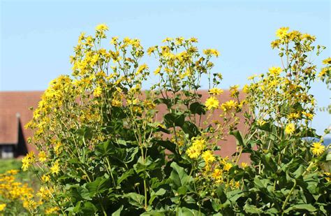 Compass Plant Care And Growing Guide