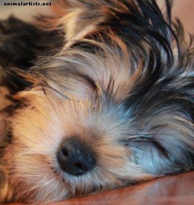 My puppy is breathing fast when sleeping. VARFÖR ANDAS MIN VALP SÅ SNABBT? - HUNDAR - 2020