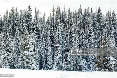 Snow Covered Pine Trees Photos And Premium High Res Pictures Getty Images