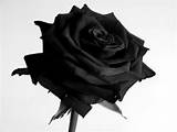 Black Rose Flower Images Images