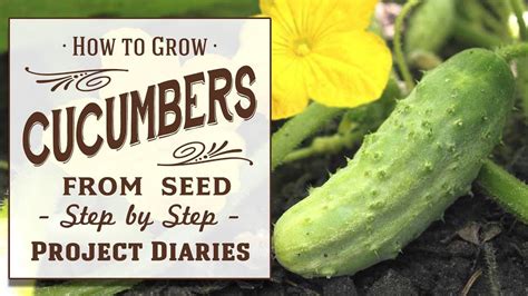 Cucumber seeds should be sown in a propagator between march and april. How to: Grow Cucumbers from Seed (A Complete Step by Step ...