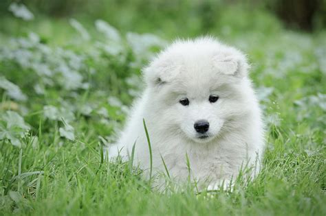 See more ideas about samoyed, dogs, puppies. Samoyed Puppy Portrait Photograph by Waldek Dabrowski