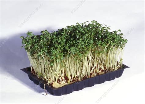 Common Cress Stock Image H1102927 Science Photo Library